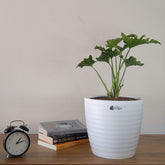 Decor 10 (Pack of 4)